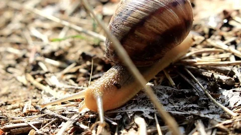Snail on the field Video stock 80326233
