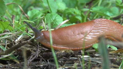 Snail fill size.mp4 Vídeo Stock 27862055
