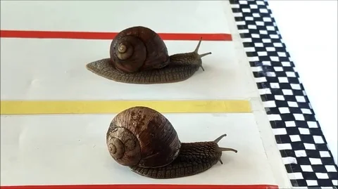 Snail finish Stock Footage