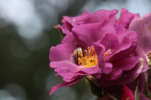 Snail in flower bud. Stock Photos