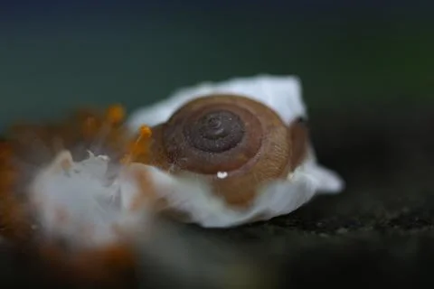 A snail in flower leaf Stock Photos