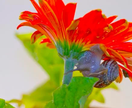 Snail on a flower Stock Photos