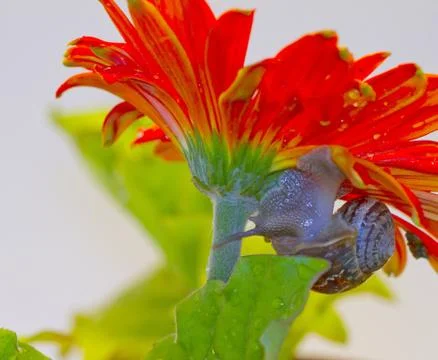 Snail on a flower Stock Photos