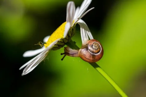 Snail on the flower Stock Photos