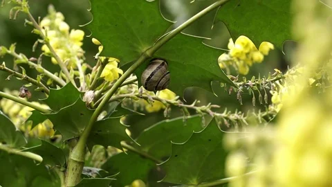 Snail On a Flowering Holly Tree Leaf with a Bee Polinating Stock Footage 74133308