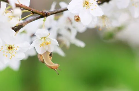 Snail on the flowering tree Stock Photos