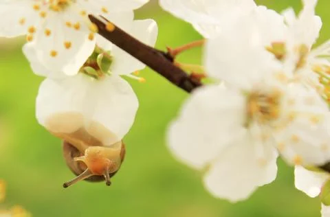 Snail on the flowering tree Foto stock