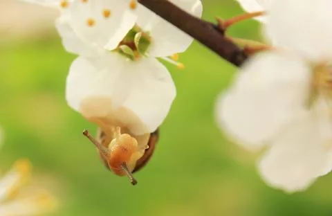 Snail on the flowering tree Stock Photos