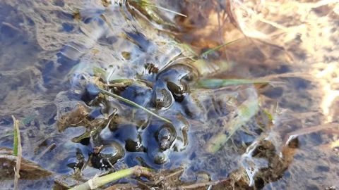 Snail in flowing water. Stock Footage 138072504
