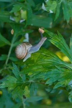 Snail on foliage Stock Photos