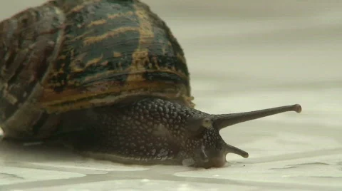Snail Stock Footage 70268