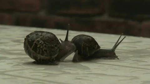 Snail Stock Footage 70283