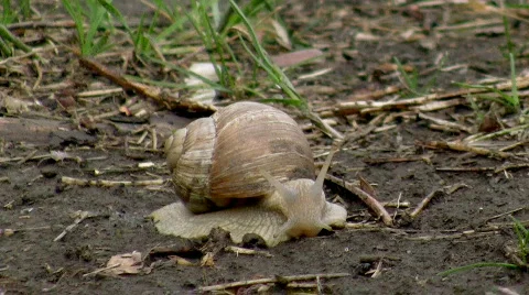 Snail Video stock 396992