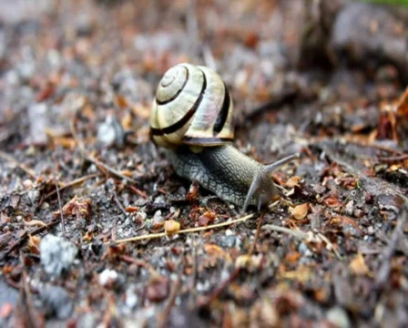 Snail Stock Footage 450790