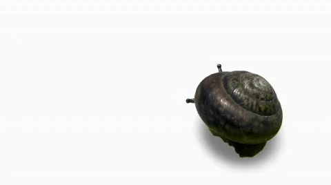 Snail Stock Footage 460242