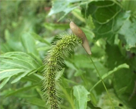 Snail Stock Footage 502383