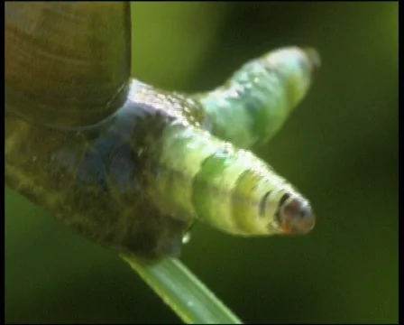 Snail  Видео 565029