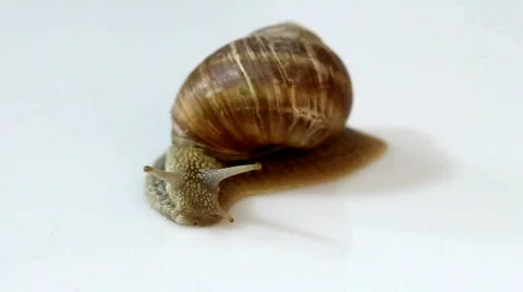 Snail Stock Footage 572024