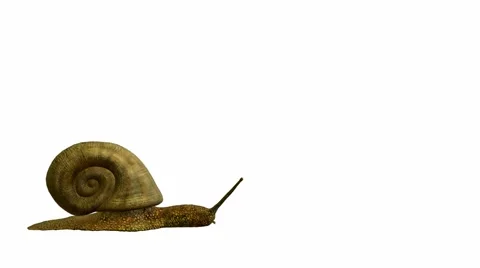 Snail Stock Footage 973946