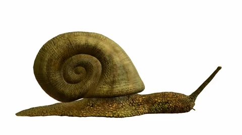 Snail Stock Footage 973955