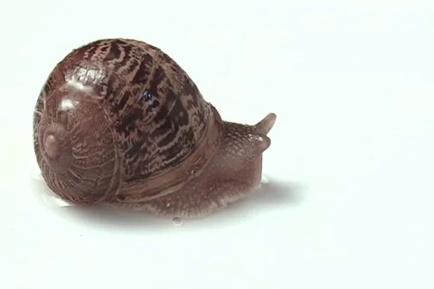 Snail Video stock 1239851
