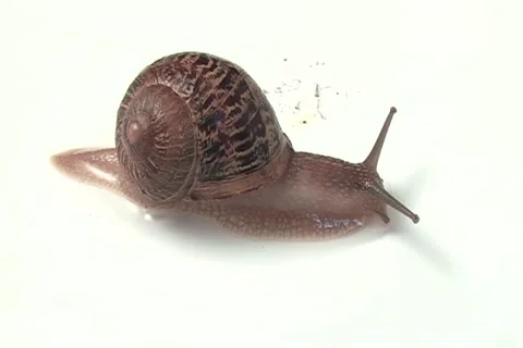 Snail 動画素材 1239862