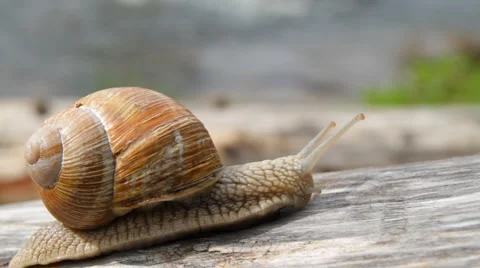 Snail Stock Footage 4885786