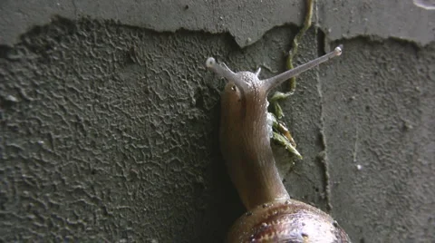 Snail Stock-Footage 5296173