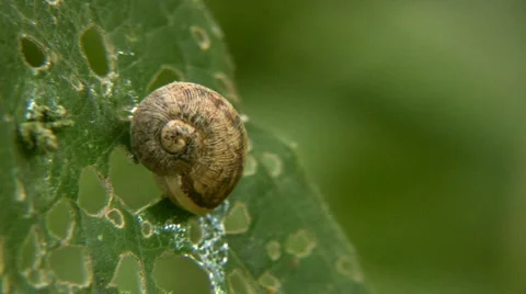 Snail Stock-Footage 5411268