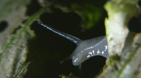 Snail Stock Footage 6839781
