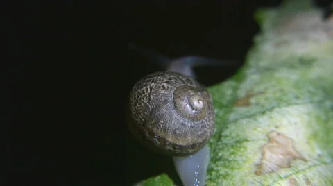 Snail Stock-Footage 6843507