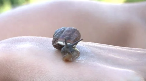 Snail Stock Footage 7728041