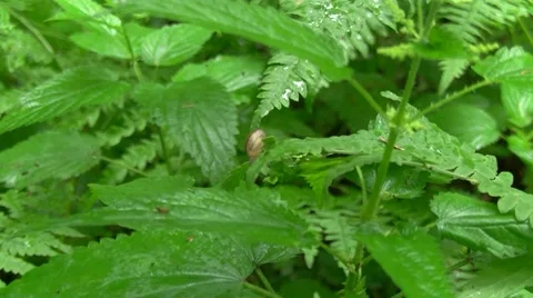 Snail Stock Footage 7761342