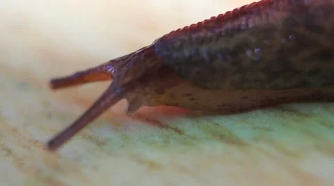 Snail Stock Footage 8578073
