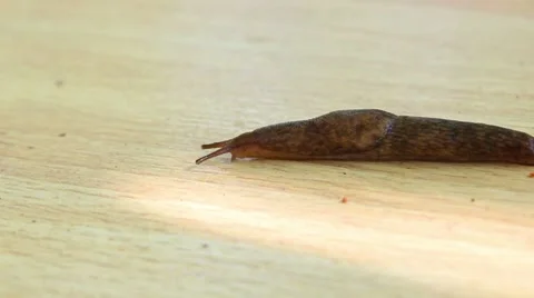 Snail Stock Footage 8578089