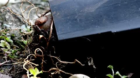 Snail Stock Footage 8847132