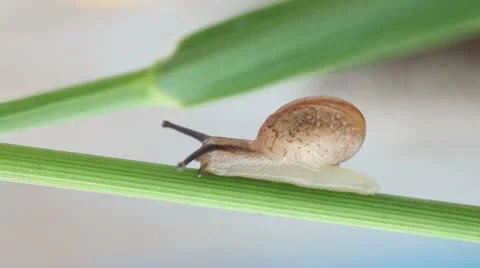Snail Stock Footage 10835502