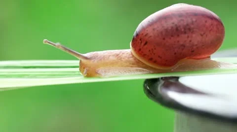 Snail Stock Footage 10835543