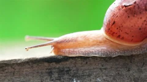 Snail Video stock 10835545