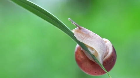 Snail Stock Footage 10835549