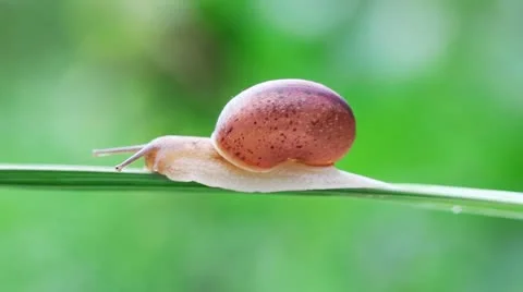 Snail Video stock 10835582