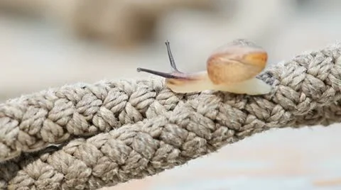 Snail Stock Footage 10835613