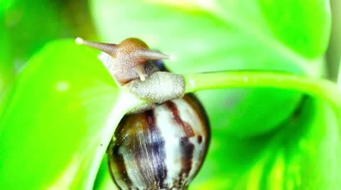 Snail Video stock 10884448