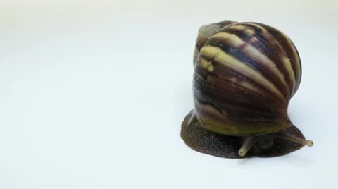 Snail Video stock 10884576