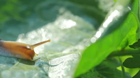 Snail Stock Footage 10912008