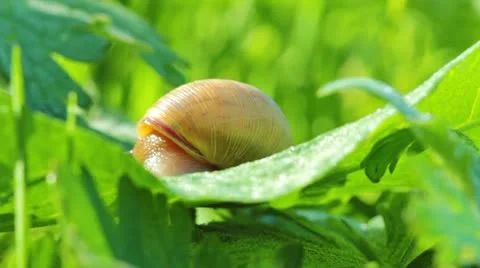 Snail Stock Footage 12210487