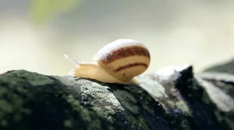 Snail Stock Footage 12619261