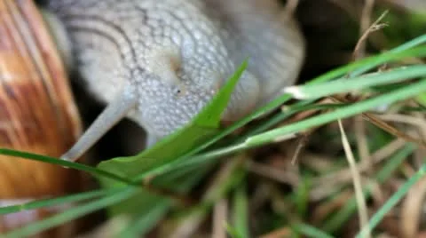 Snail Stock Footage 20467727