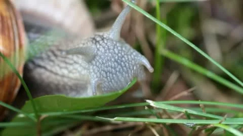 Snail Stock Footage 20467734