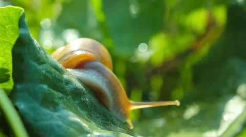Snail Stock Footage 20491605